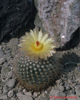 Notocactus cv. scopa G471 